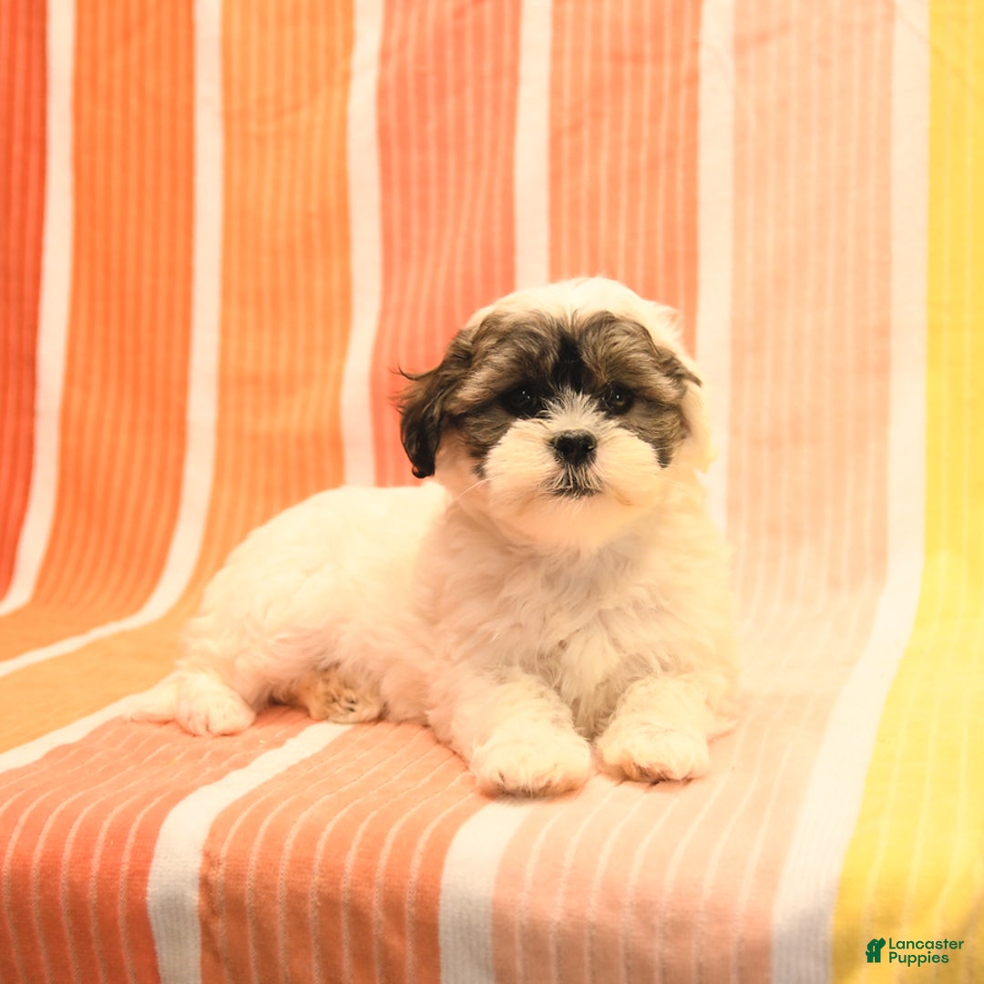 Havanese dogs for sale: Peggy - Image 2