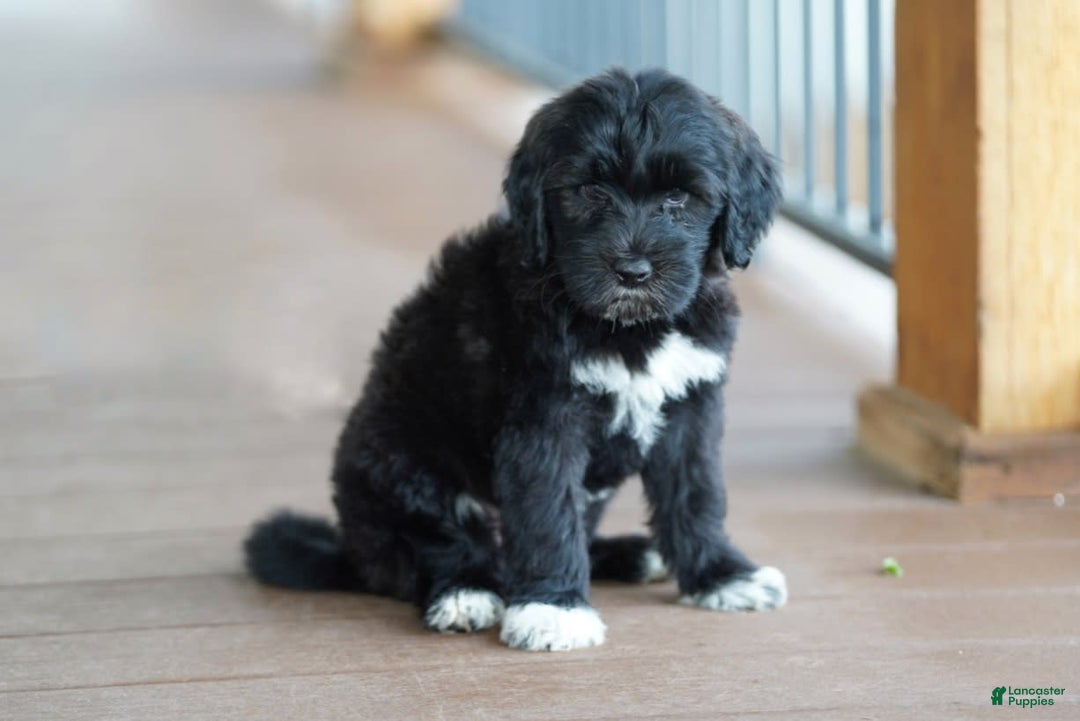 Portuguese Water Dog dogs for sale: Boots - Image 2
