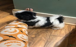 Shih Tzu dogs for sale: Shih Tzu 3 puppies - Image 11