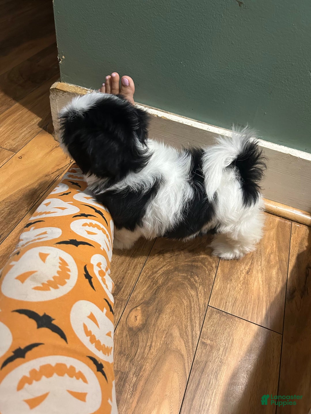 Shih Tzu dogs for sale: Shih Tzu 3 puppies - Image 11