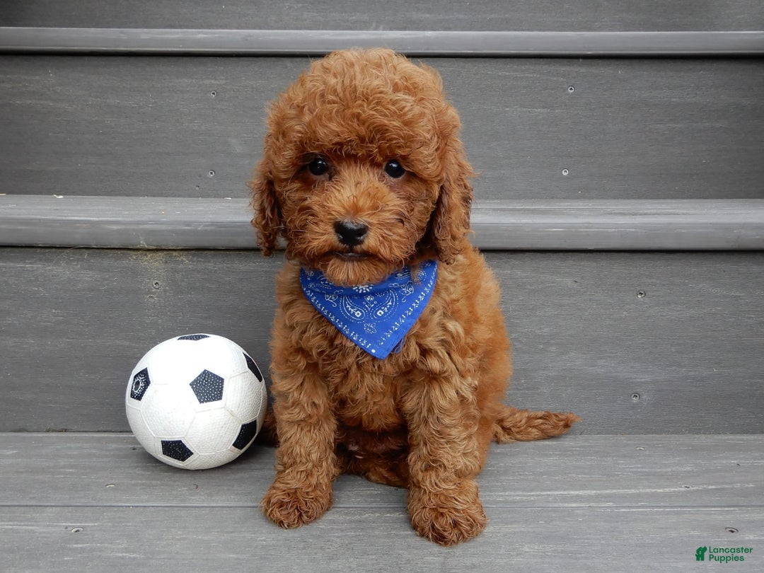 Cavapoo dogs for sale: Biscuit - Image 7