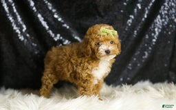 Toy Poodle dogs for sale: Flynn - Image 5