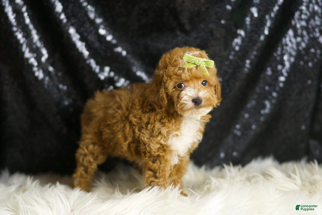 Toy Poodle dogs for sale: Flynn - Image 5