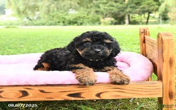 Miniature Poodle dogs for sale: Emma - Image 1