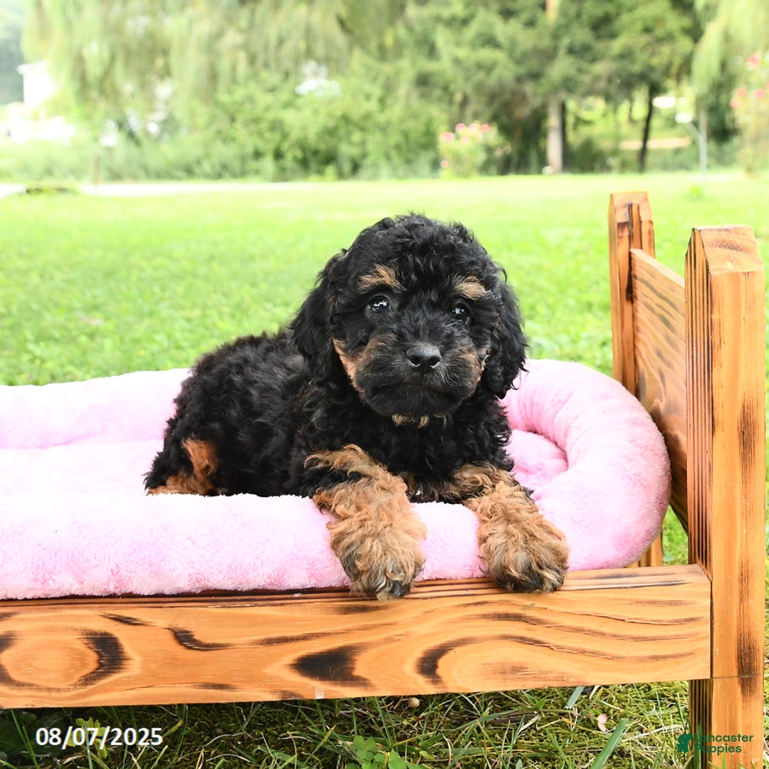 Miniature Poodle dogs for sale: Emma - Image 1