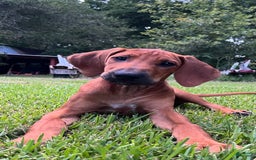 Rhodesian Ridgeback dogs for sale: Orange - Image 4