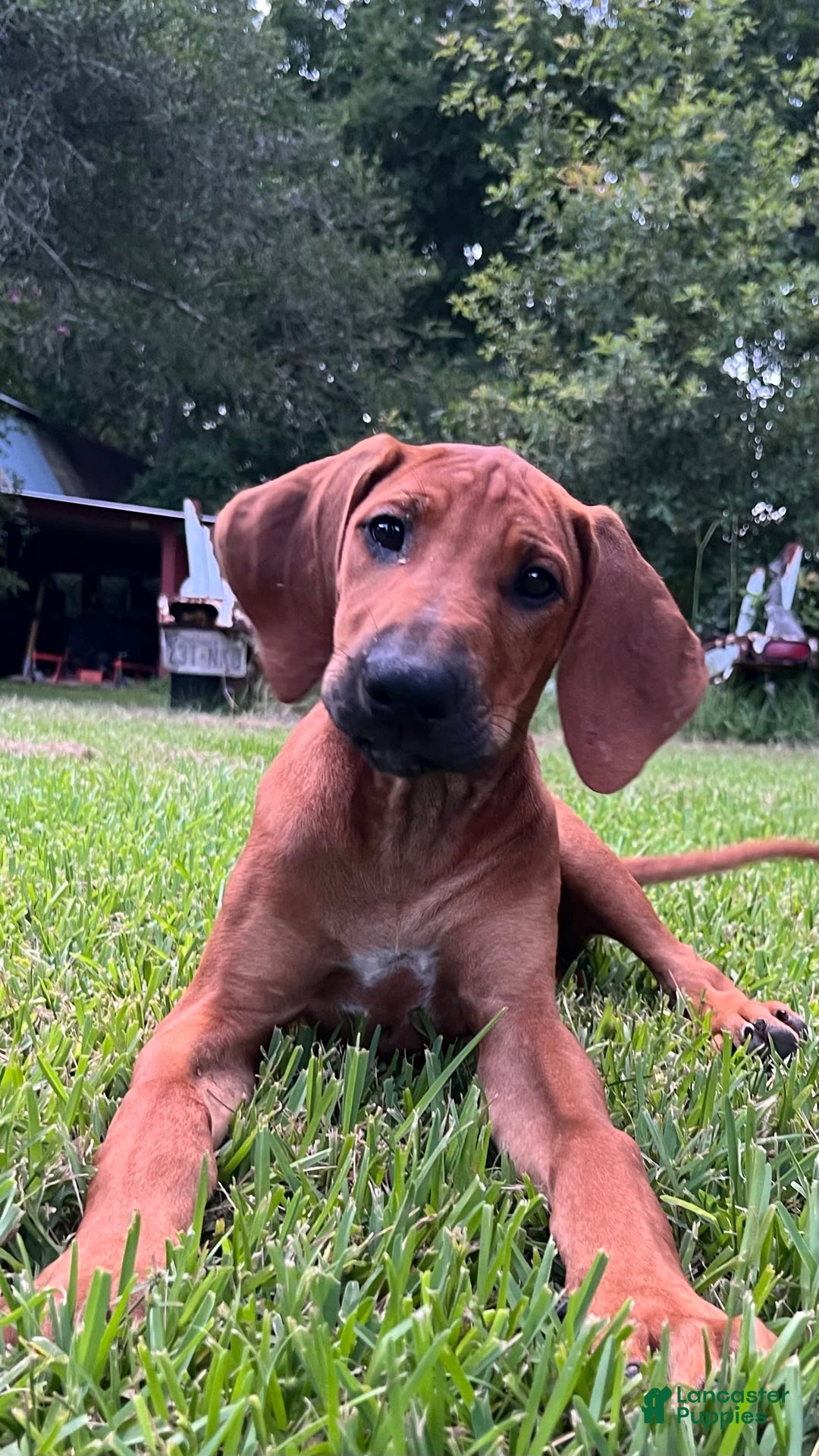 Rhodesian Ridgeback dogs for sale: Orange - Image 4