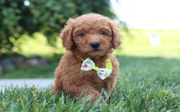 Mini Goldendoodle dogs for sale: Farley - Image 2
