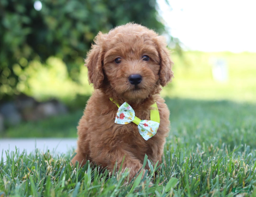 Mini Goldendoodle dogs for sale: Farley - Image 2
