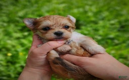 Morkie dogs for sale: Rare Gold Merle Bumblebee - Image 6