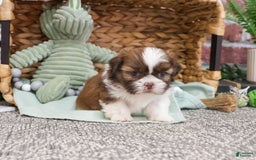 Shih Tzu dogs for sale: Blaze - Image 3
