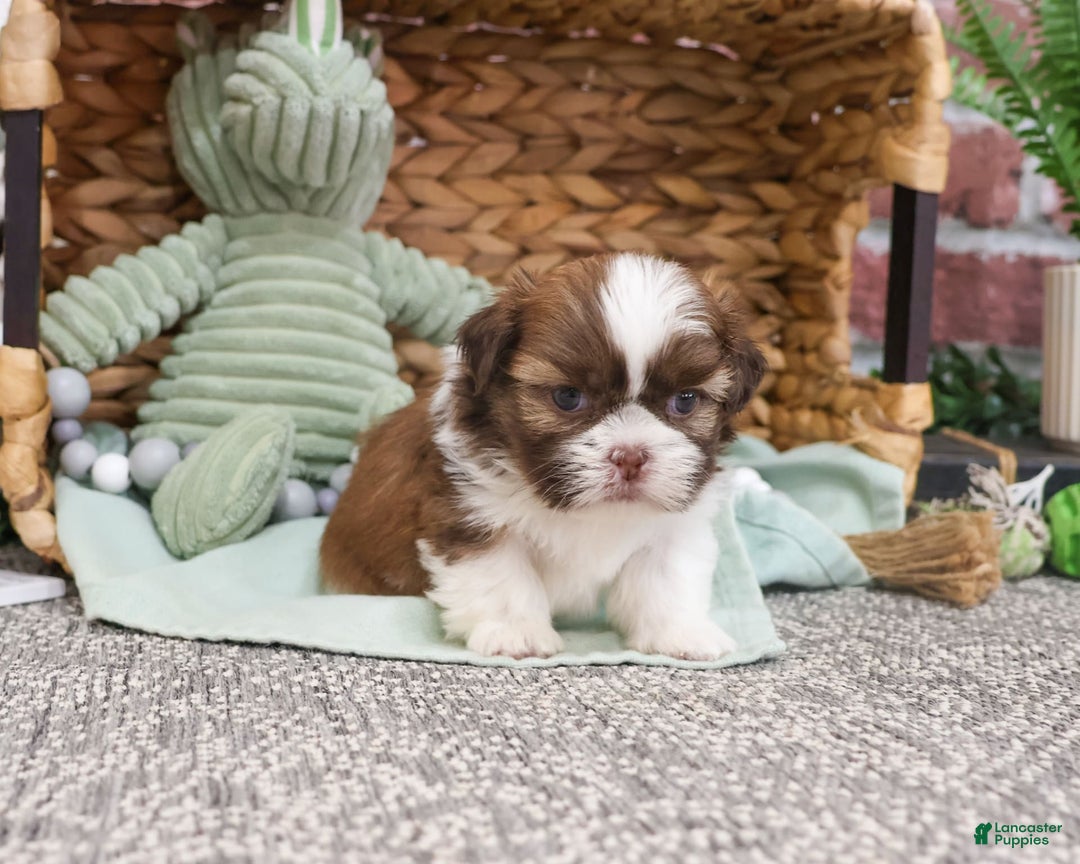 Shih Tzu dogs for sale: Blaze - Image 3