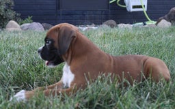 Boxer dogs for sale: Zoey - Image 3