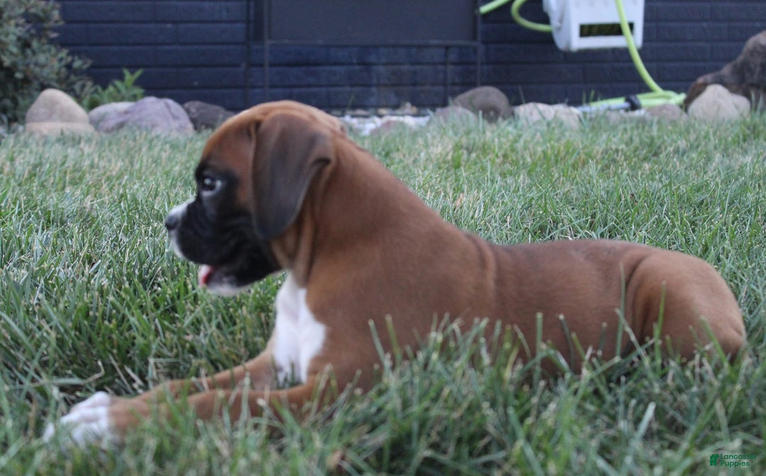 Boxer dogs for sale: Zoey - Image 3