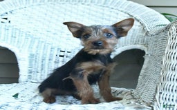 Yorkshire Terrier dogs for sale: Tucker - Image 6