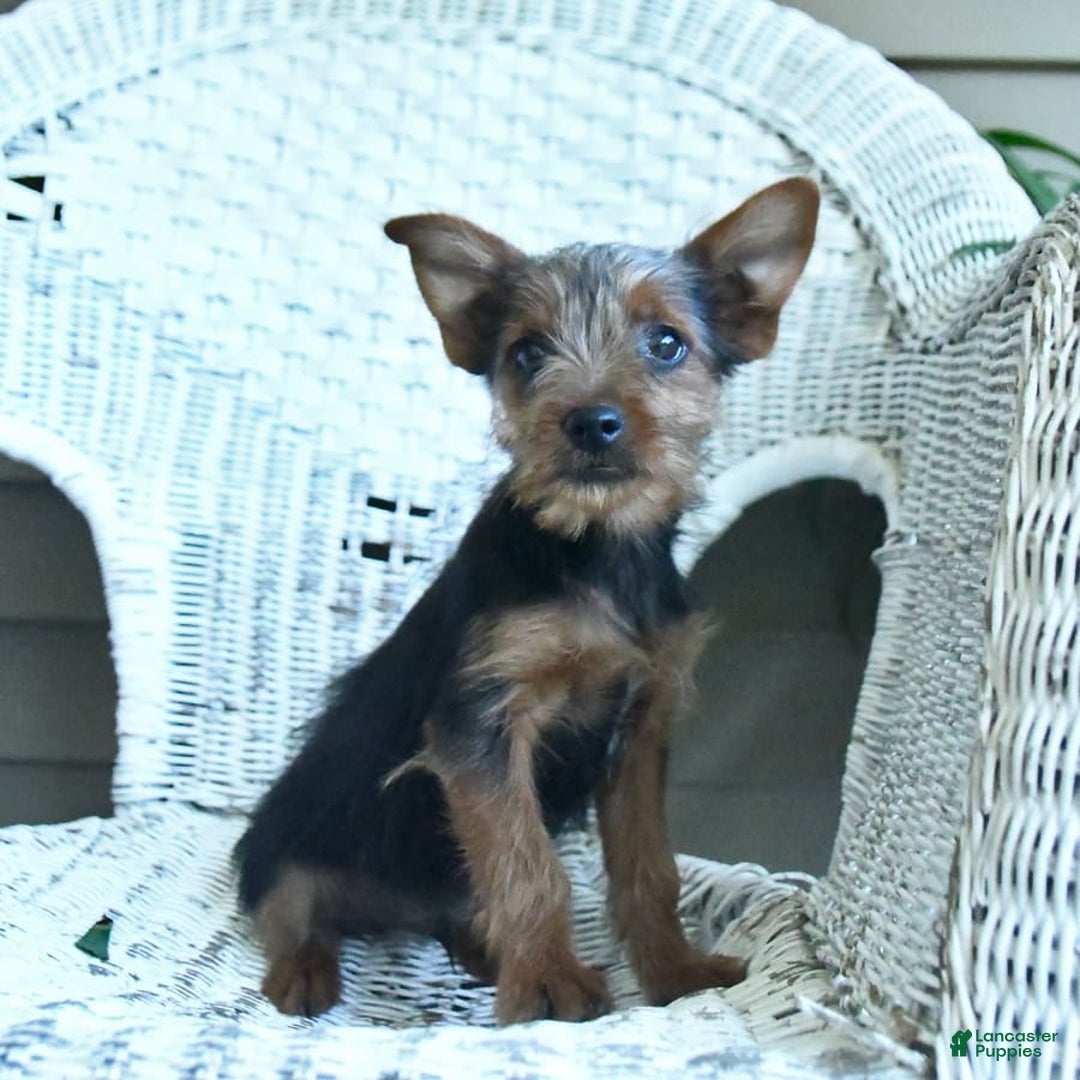 Yorkshire Terrier dogs for sale: Tucker - Image 6