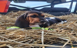 Basset Hound dogs for sale: Rose - Image 5
