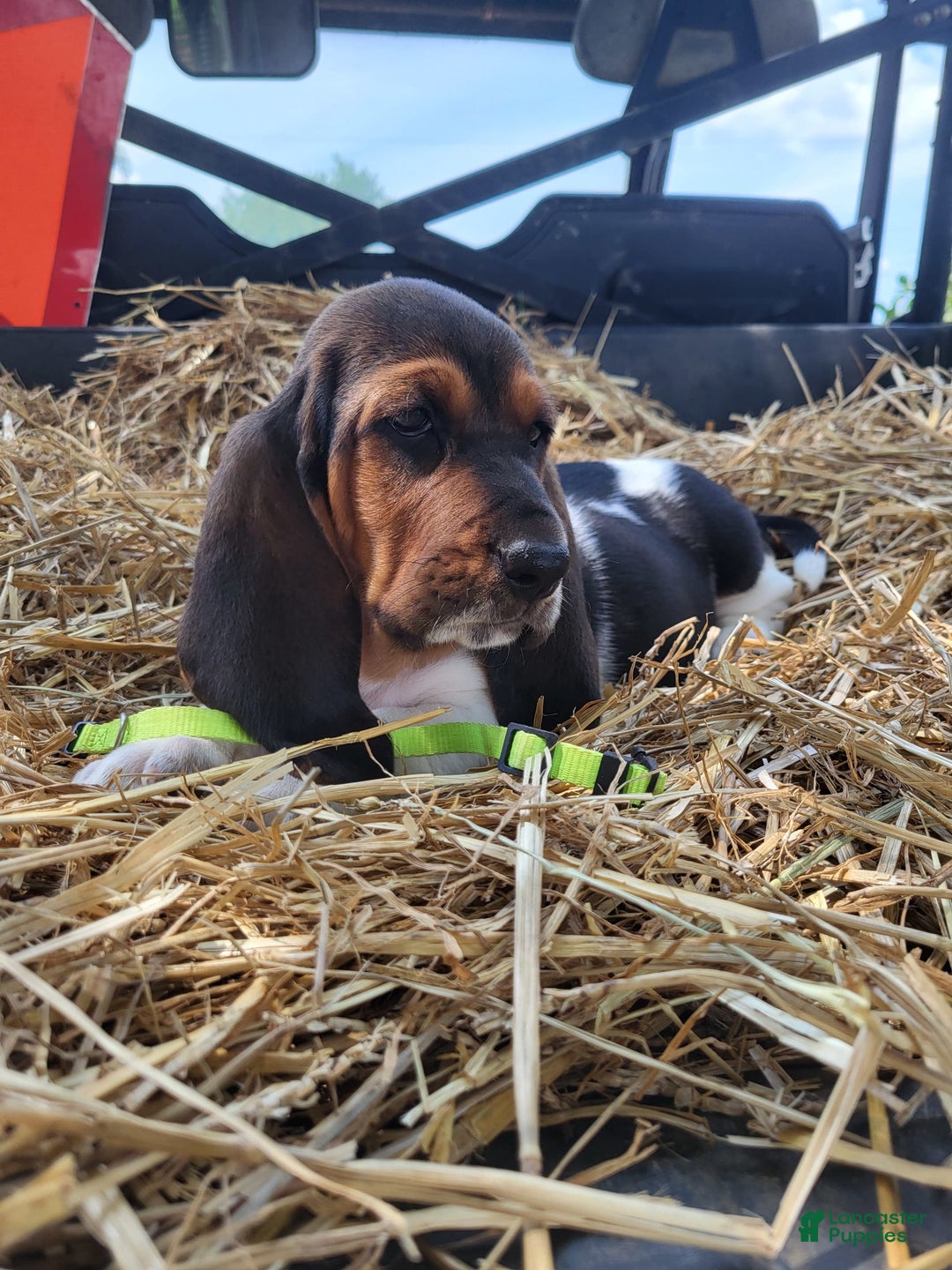 Basset Hound dogs for sale: Rose - Image 5
