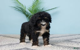 Bernedoodle dogs for sale: cooper - Image 3