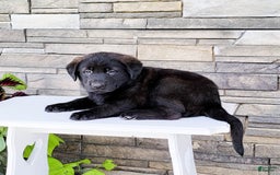 Labrador Retriever dogs for sale: Todd - Image 2