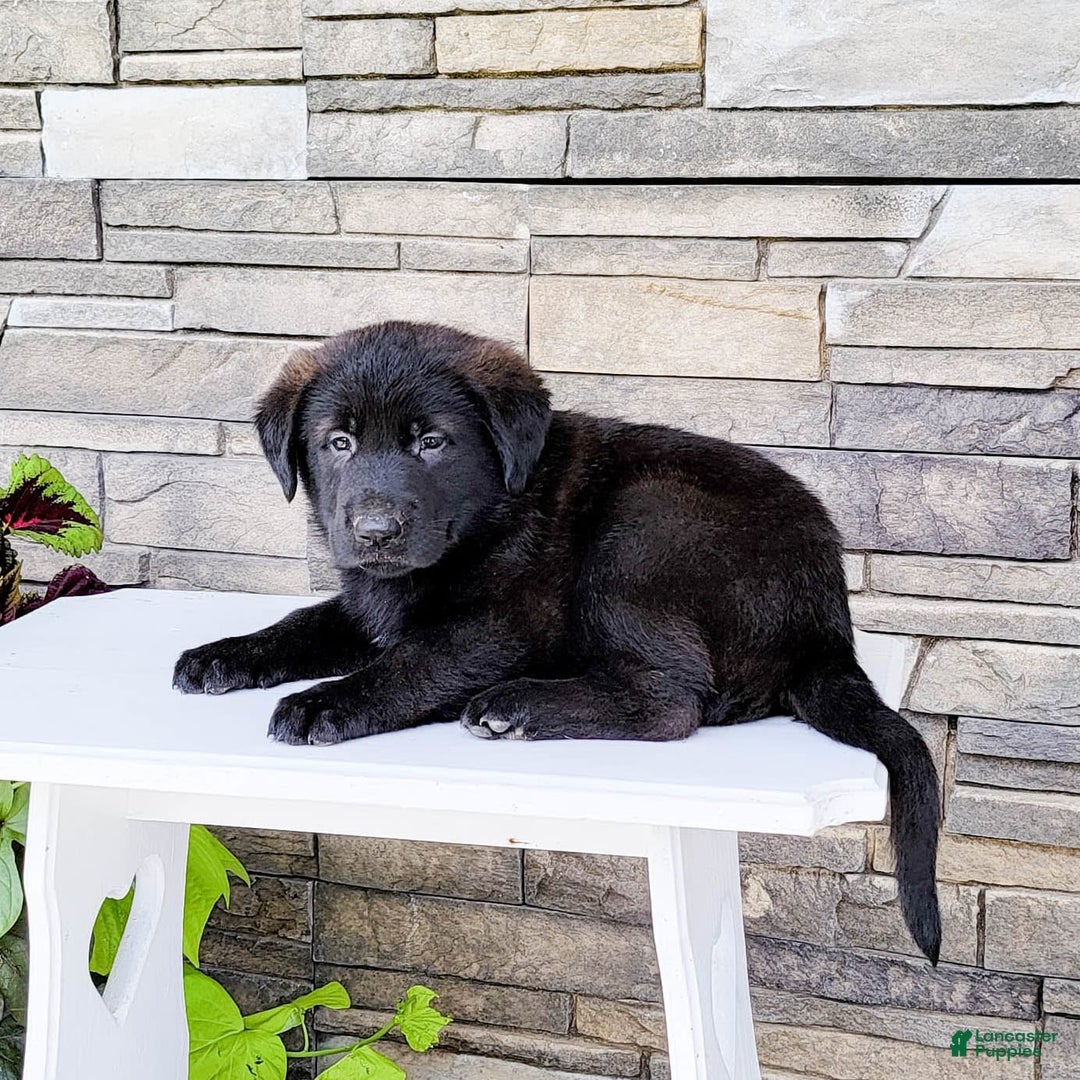 Labrador Retriever dogs for sale: Todd - Image 2