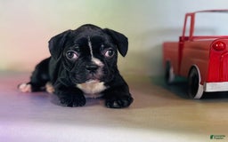 Frenchton dogs for sale: Cora Dna Clear - Image 4