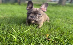 French Bulldog dogs for sale: Avery - Image 8