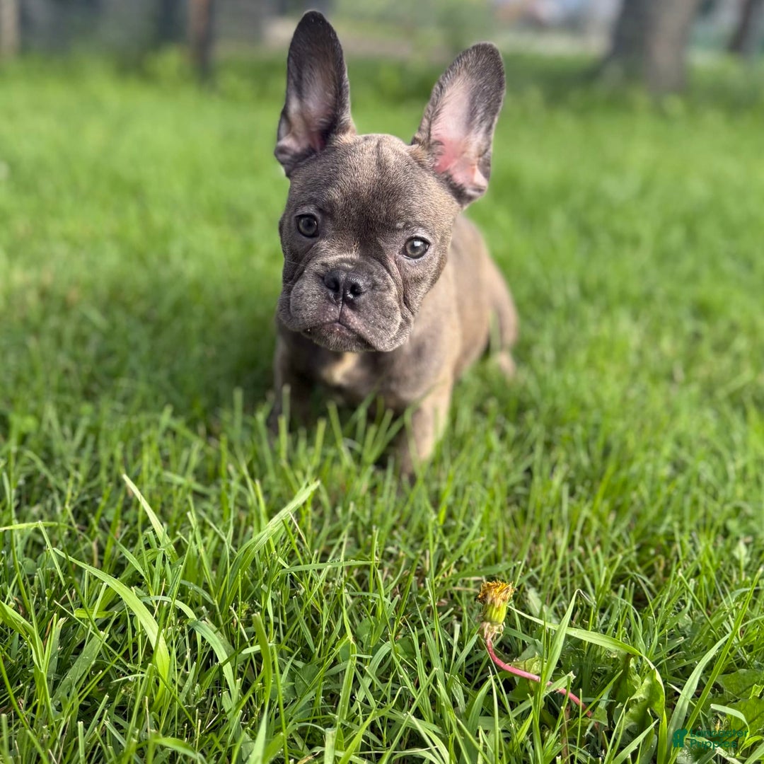 French Bulldog dogs for sale: Avery - Image 8