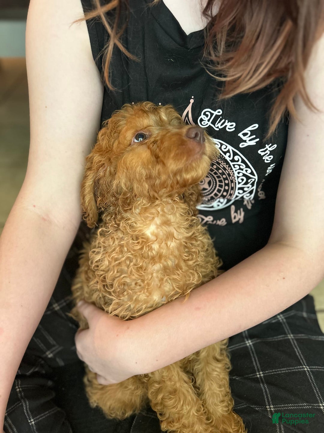 Goldendoodle dogs for sale: Goldendoodle 5 puppies - Image 26
