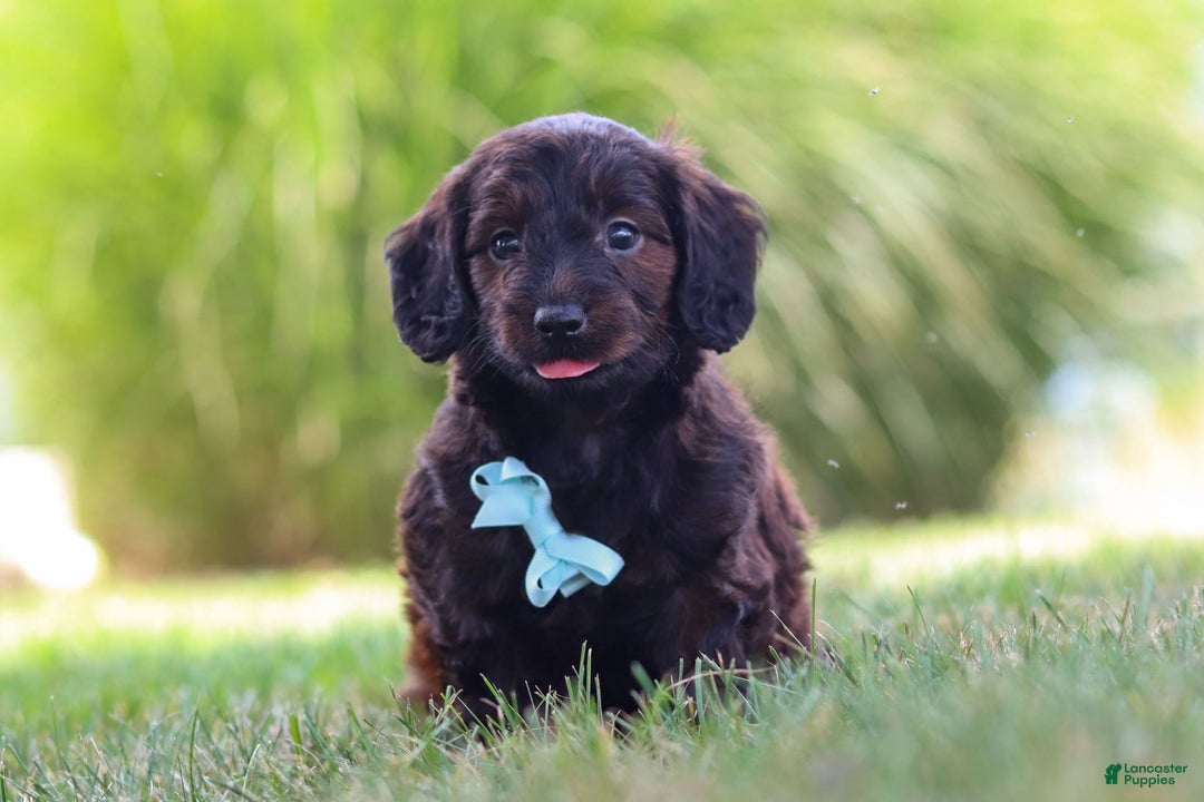 Miniature Dachshund dogs for sale: Marochino - Image 4