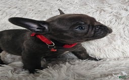 French Bulldog dogs for sale: Marco - Image 4