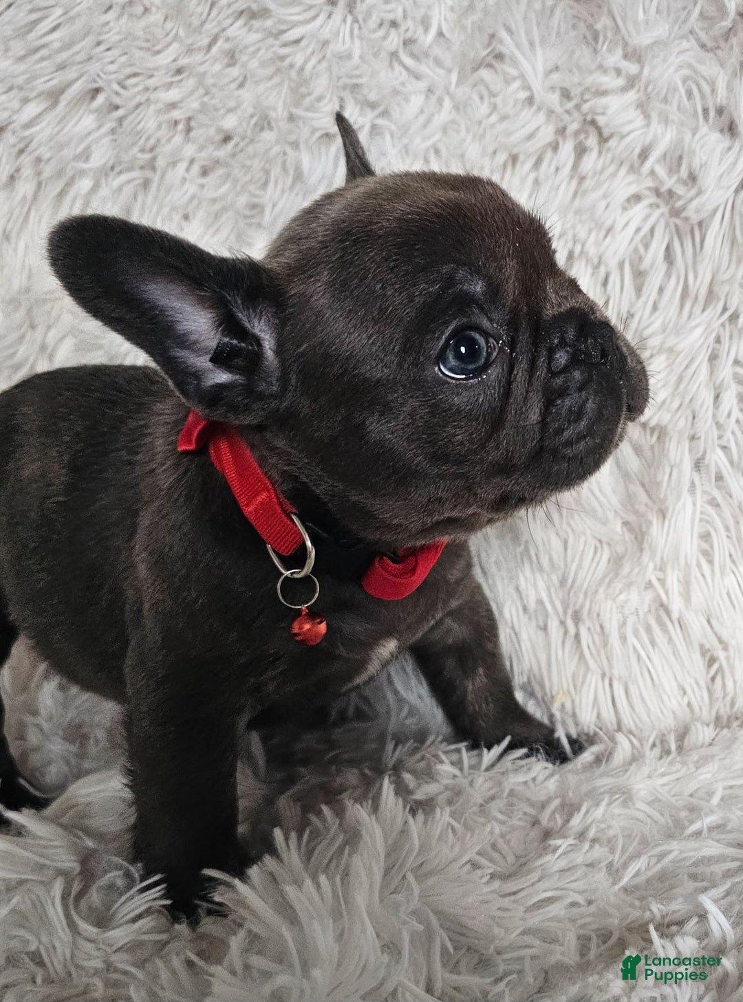 French Bulldog dogs for sale: Marco - Image 4