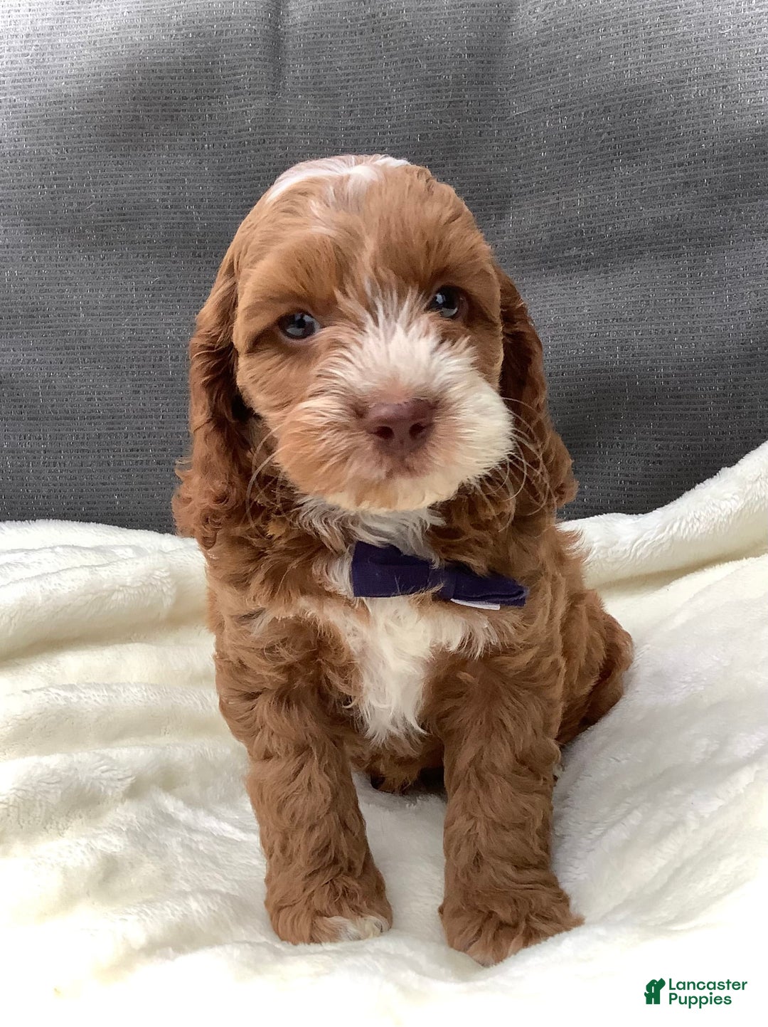 Cockapoo dogs for sale: Benji - Image 12