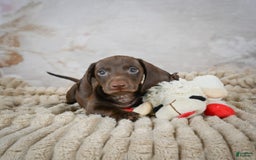 Miniature Dachshund dogs for sale: Duke - Image 10