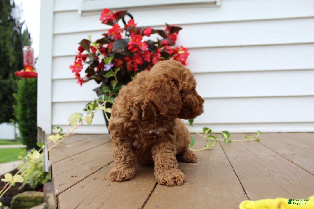 Mini Goldendoodle dogs for sale: Kris - Image 2