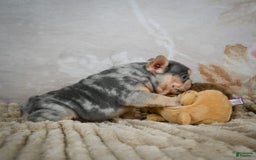 French Bulldog dogs for sale: River - Image 3