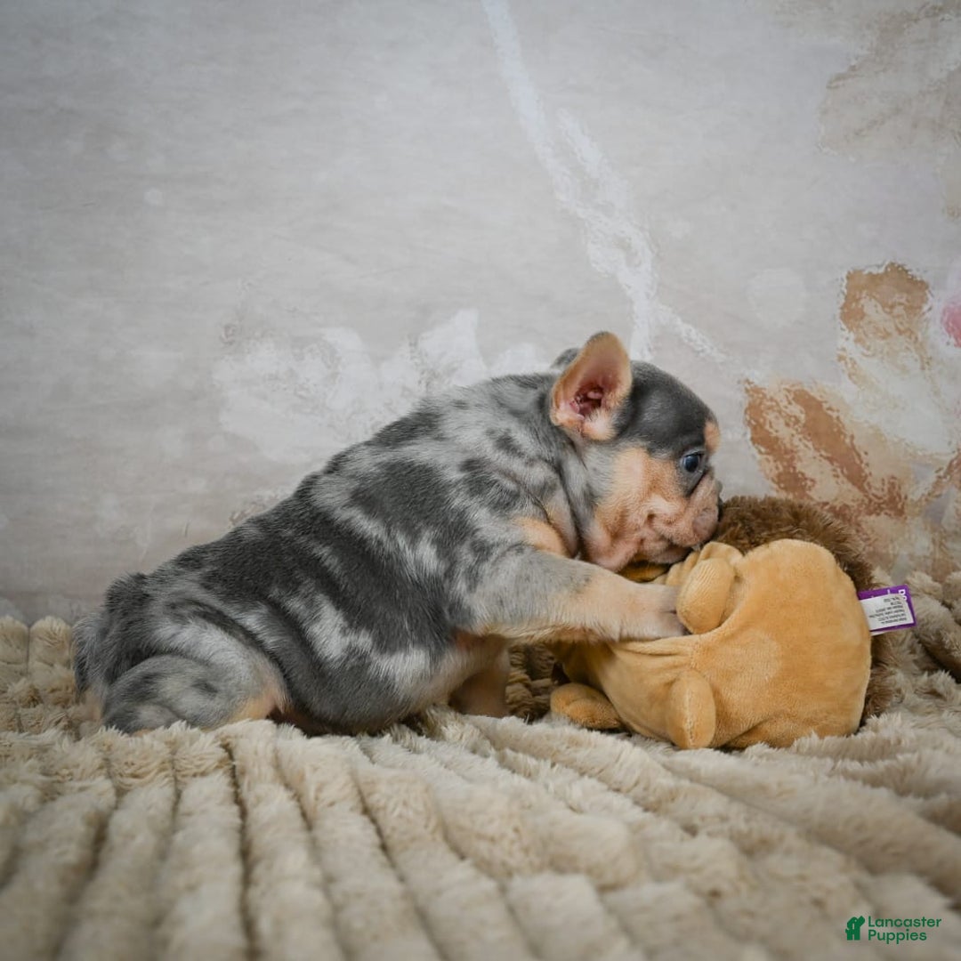 French Bulldog dogs for sale: River - Image 3