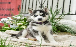 Siberian Husky dogs for sale: Beth - Image 5