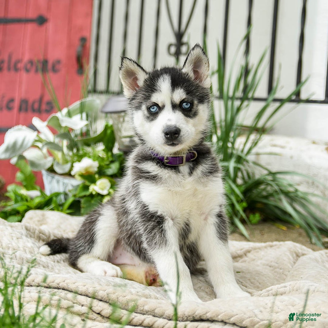 Siberian Husky dogs for sale: Beth - Image 5