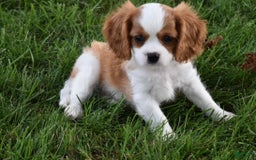 Cavalier King Charles Spaniel dogs for sale: Buster - Image 2
