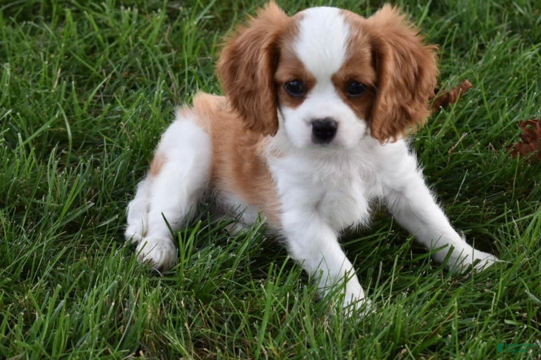 Cavalier King Charles Spaniel dogs for sale: Buster - Image 2