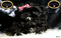 Shih Tzu dogs for sale: Peeka - Image 1