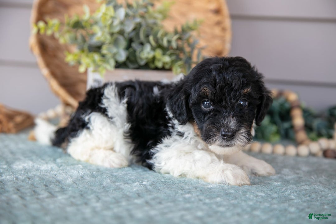 Miniature Poodle dogs for sale: Trevor - Image 3