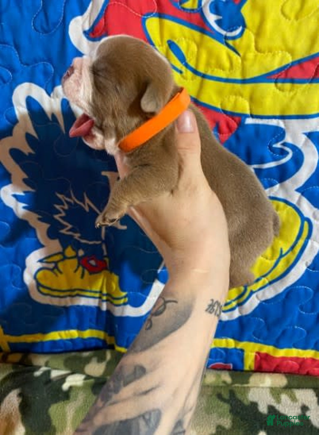 American Bulldog dogs for sale: Dozier - Image 6
