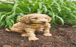 Miniature Poodle dogs for sale: Hazel - Image 4