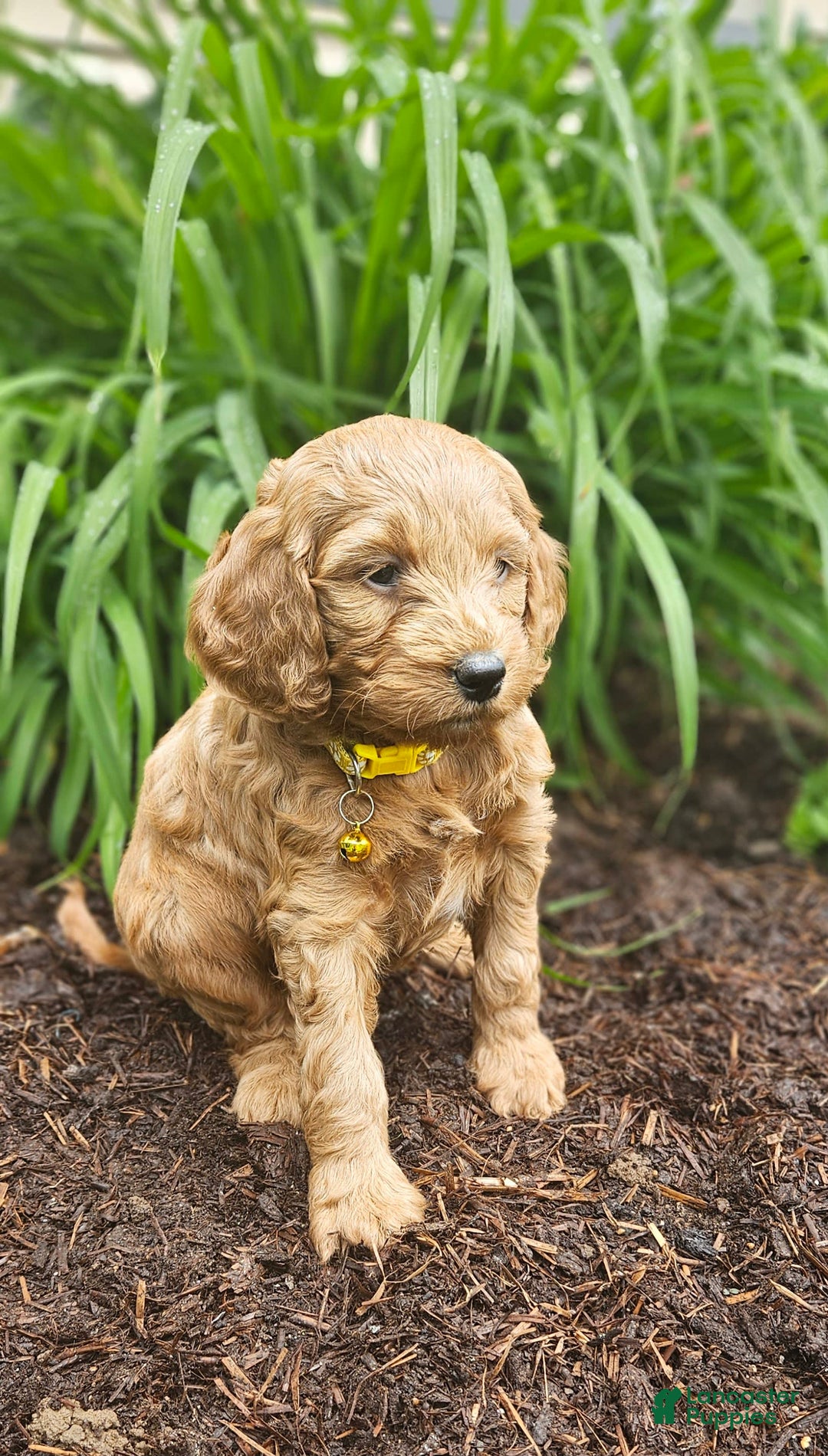 Miniature Poodle dogs for sale: Hazel - Image 4
