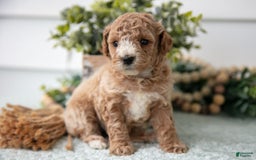 Miniature Poodle dogs for sale: Chanel - Image 3