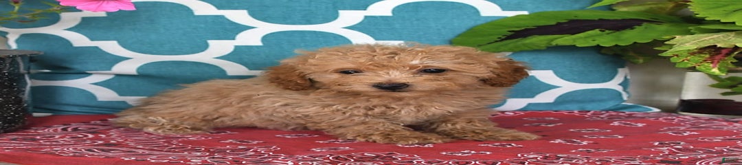 Fifi