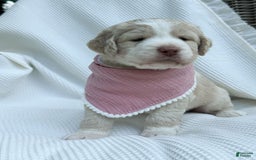 Labradoodle dogs for sale: Honey - Image 8