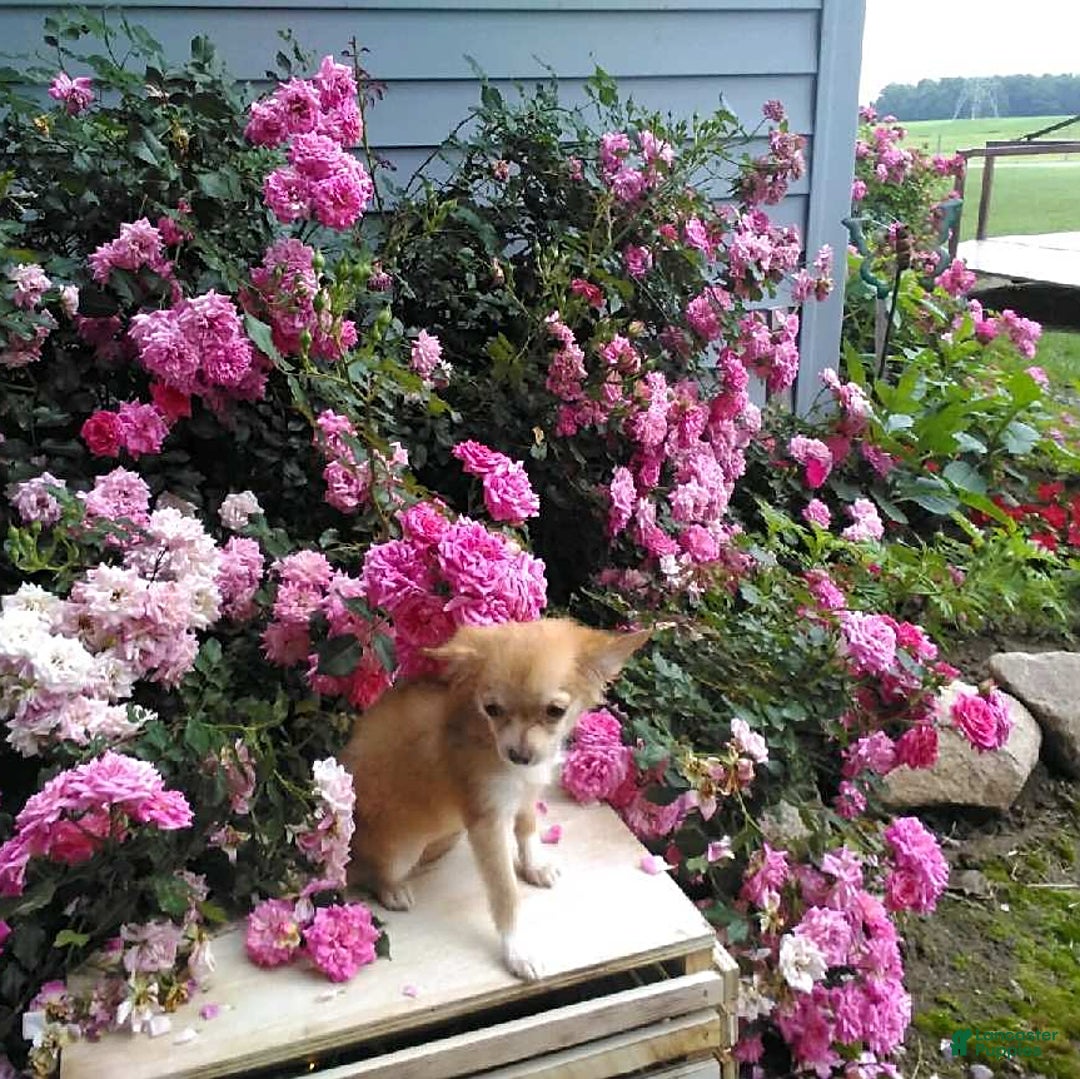 Chihuahua dogs for sale: Clarabell - Image 1
